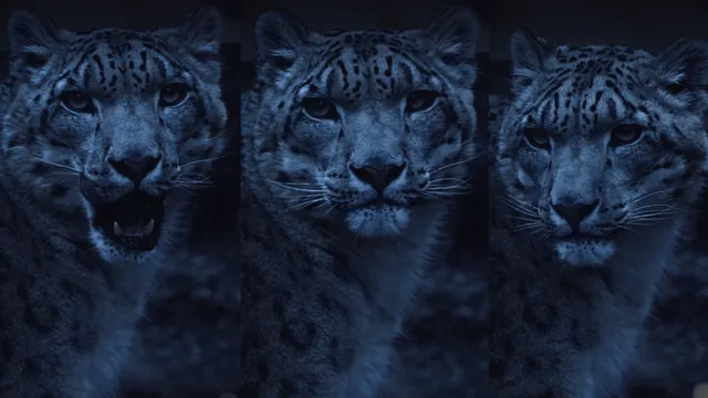 lock-eye-worth-the-hype-impressed-internet-reacts-to-photographer-mind-numbing-shot-of-snow-leopard-viral-video
